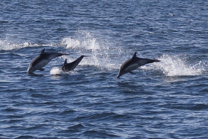 Dolphin Watching From Faro - Confirmation and Cancellation Policy