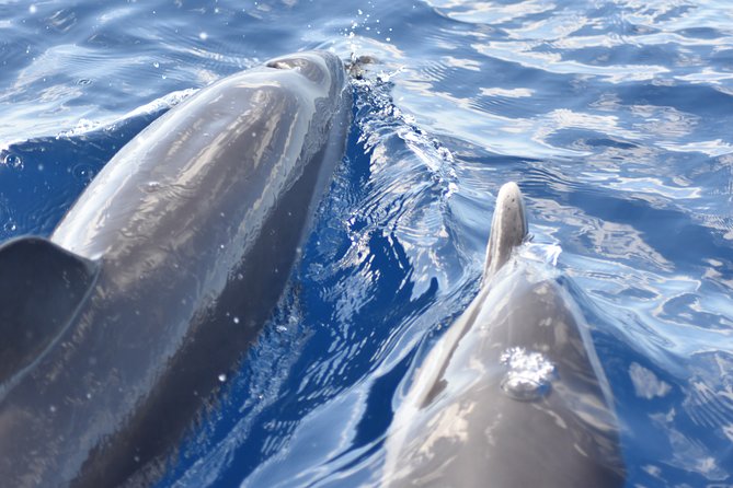 Dolphins Watching Martinique - Confirmation and Weather