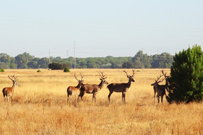 Donana National Park: Guided Day Tour From Seville - Cancellation and Policies