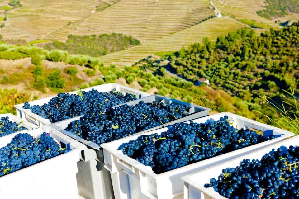 Douro Valley Semi-Private Tour With Two Wineries and Lunch - Winery Visits and Tastings