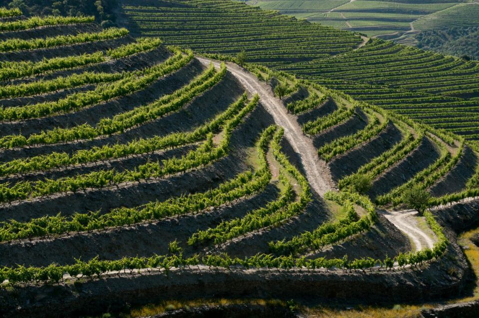 Douro: Wine Tasting and River Cruise Experience - Highlights of the Tour