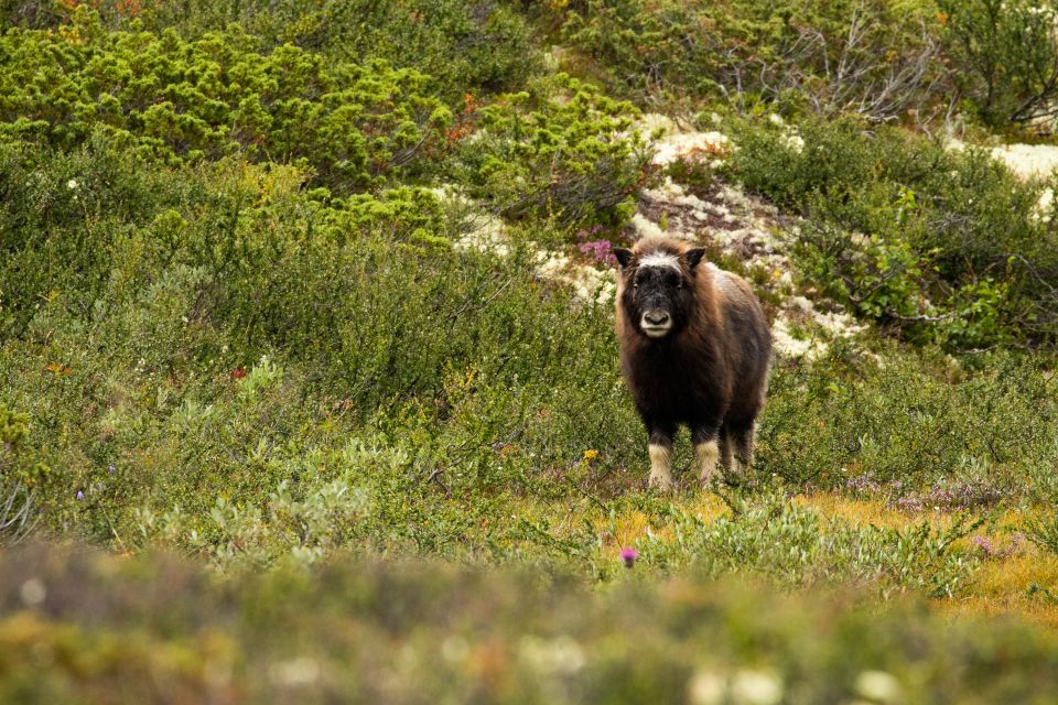 Dovrefjell National Park: Hiking Tour and Musk Ox Safari - Importance of Norwegian Nature