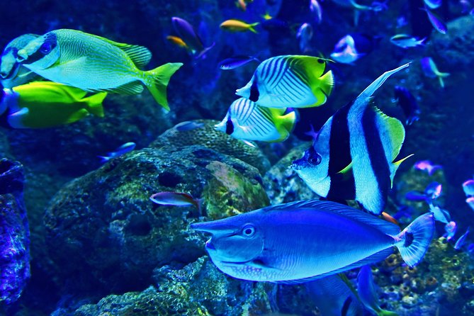 Dubai Aquarium and Underwater Zoo Admission Ticket With Options - Confirmation and Provider Responsibility