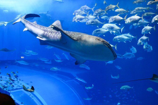 Dubai Aquarium and Underwater Zoo - Visitor Experiences and Feedback