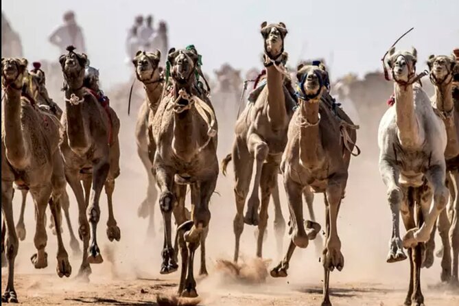 Dubai Royal Camel Race With Prime Seats & Short Camel Ride - Camel Racing Show