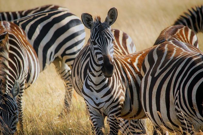 Early Morning Half Day Mini Safari To Nairobi National Park - Logistics