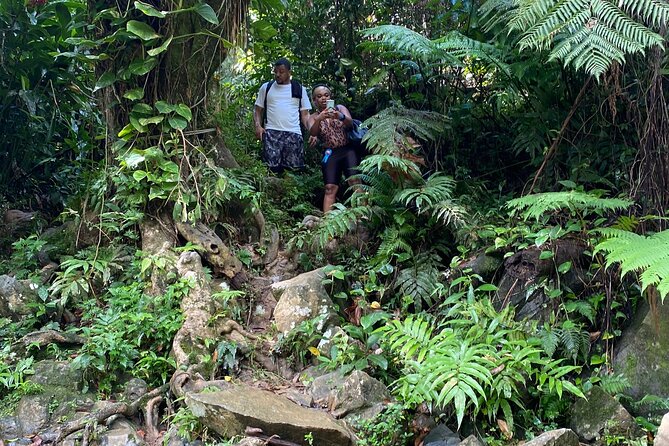 El Yunque Guided Waterfall Experience With Transport - Health and Accessibility Guidelines