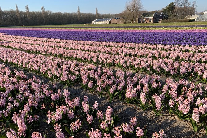 Enjoy the Tulip Fields by Bicycle With a Local Guide! Tulip Bike Tour! - Fitness and Age Requirements