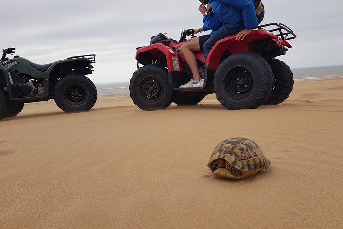 Essaouira: Quad Excursions / 1/2 Day (Free Transfer) - Exploring the Dunes, Forest, and Fishing Villages