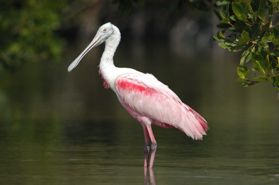 Everglades National Park 3-Hour Kayak Eco Tour - Encountering Wildlife in the Everglades