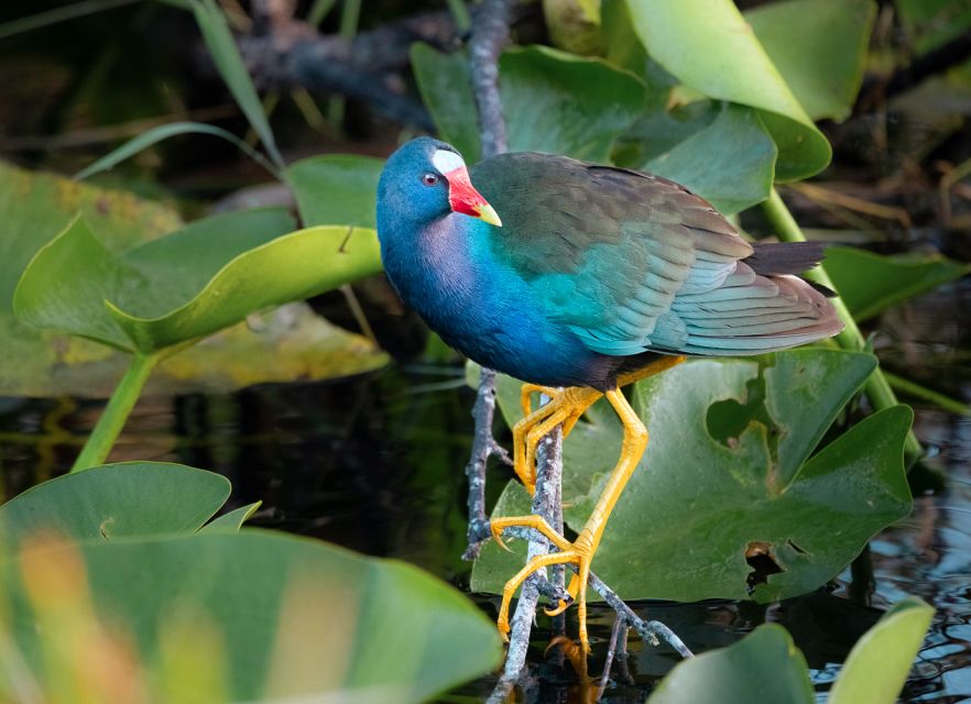 Everglades National Park: Mangrove Tunnel Kayak Eco-Tour - Participant Information