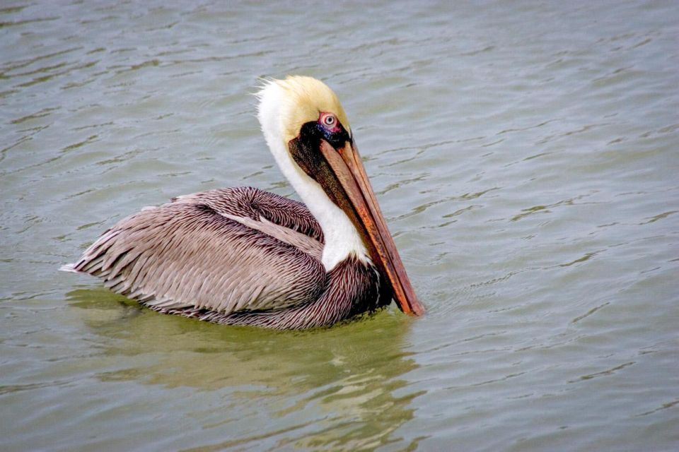 Everglades National Park: Pontoon Boat Tour & Boardwalk - Boardwalk Exploration