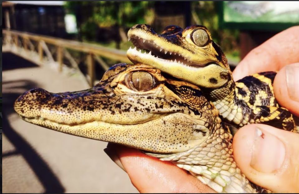 Everglades: Sawgrass Park Airboat Adventure Package - Accessibility and Safety