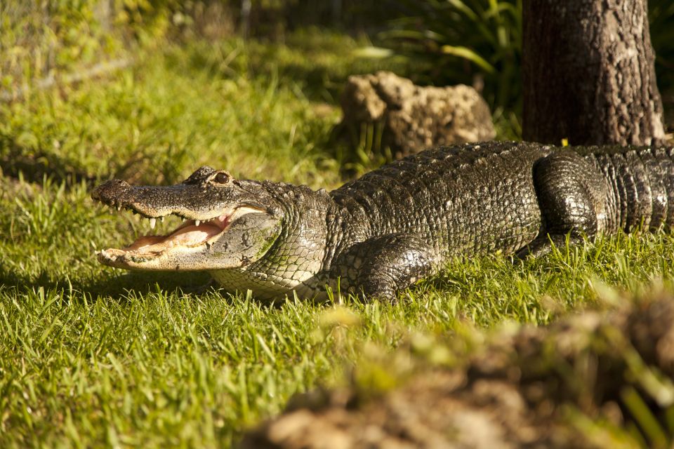 Everglades: Sawgrass Park Day Time Airboat Tour & Exhibits - Inclusions