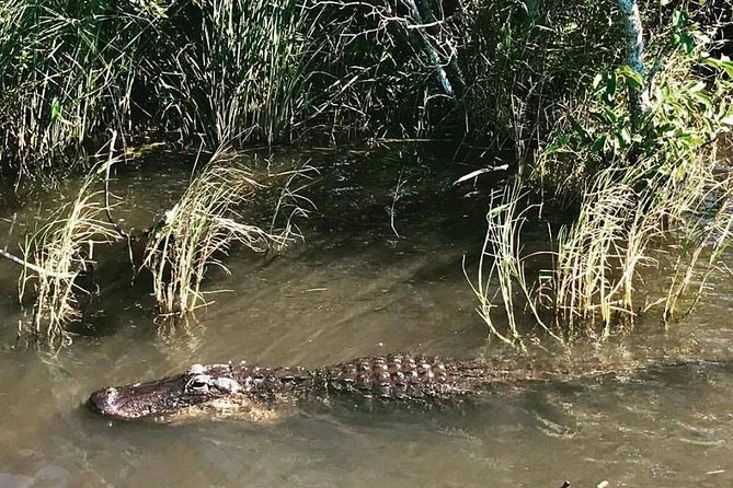 Everglades Tour From Miami With Transportation - Reviews and Feedback