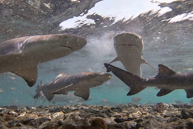 Experience on Sal Island With Native and Certified Guide (Including Sharks) - Visiting Shark Bay