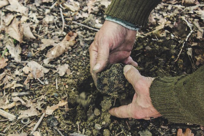 Experience Tuscan Truffle Hunting With Wine and Lunch - Logistics