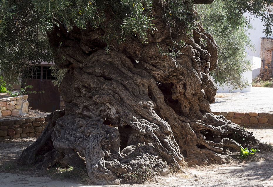 Explore the Secrets of Wine and Olives in Chania - Included Features