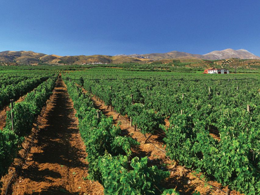 Explore the Secrets of Wine and Olives in Rethymno - Inclusions and Exclusions