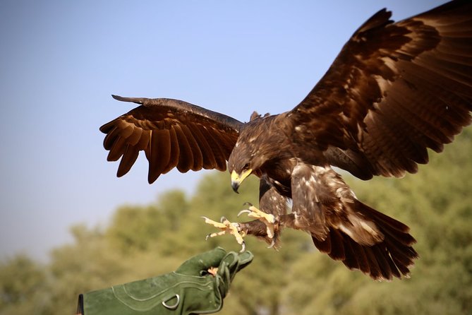 Falcon 1—Private Dubai Falconry Safari - Breakfast at Al Maha Resort