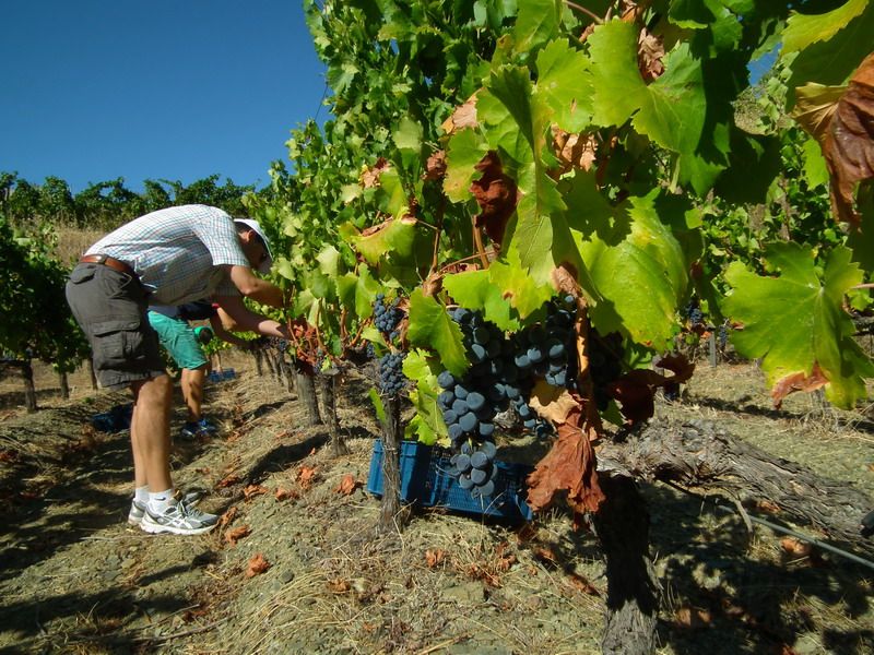 Falset: Guided Wine Tour to the Priorat by a Local - Winery Visits