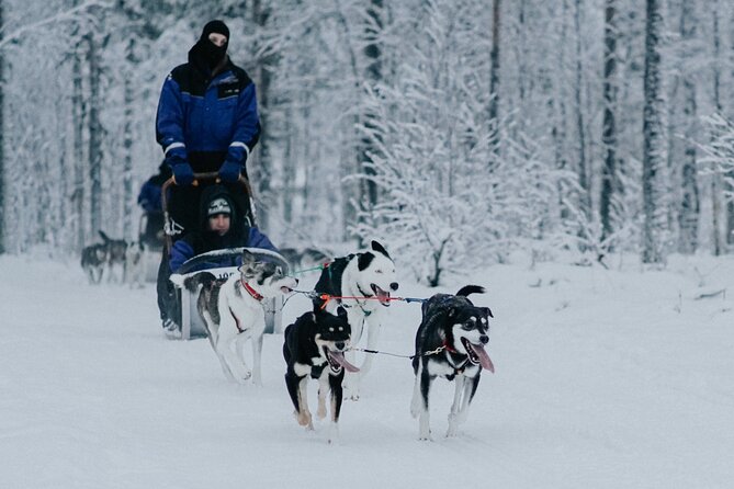 Family Day: Reindeer, Husky and Snowmobiling in Levi - Tour Highlights: Reindeer and Husky