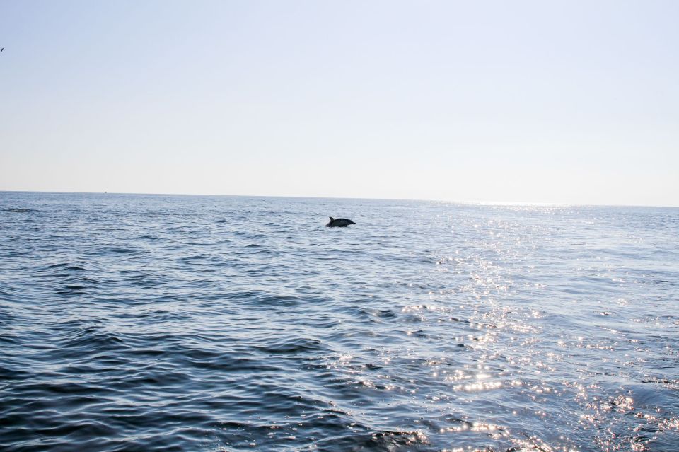 Faro: Dolphin and Marine Life Watching Boat Tour - Cancellation Policy