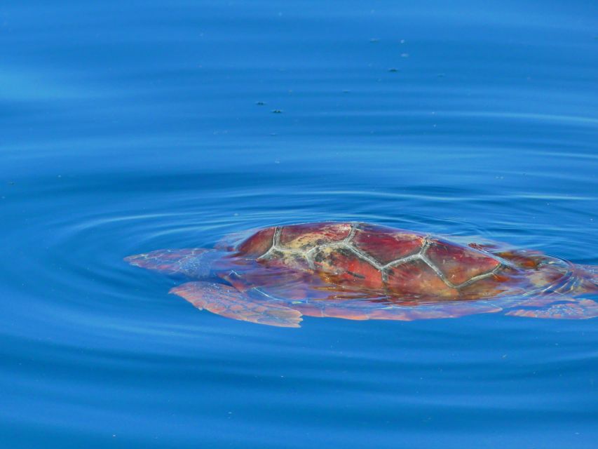 Faro: Dolphin and Wildlife Watching in the Atlantic Ocean - Important Details to Know