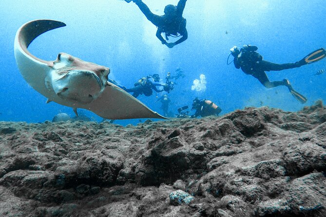 First Dive Experience in Tenerife - Duration Options