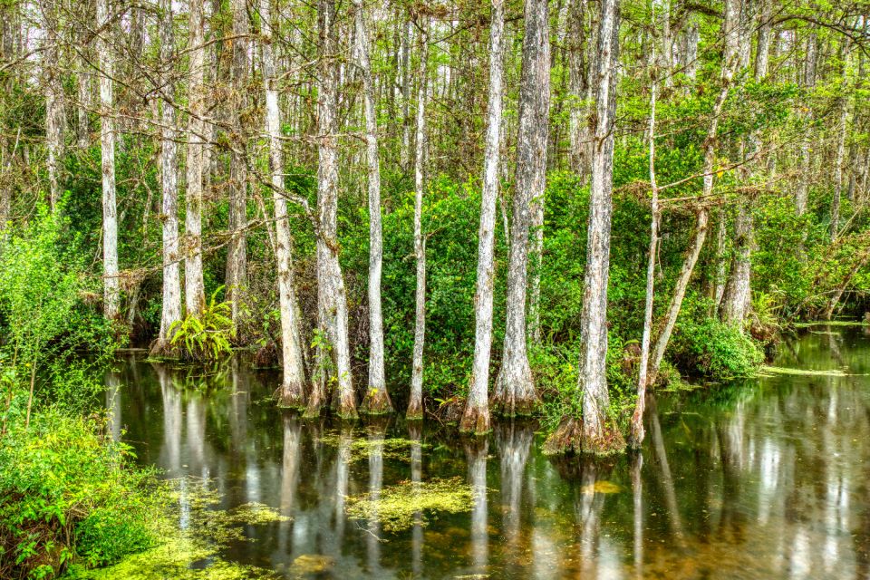 Florida: Big Cypress National Preserve Driving Audio Tour - What to Bring