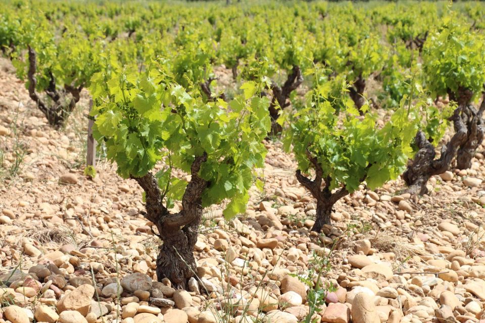 From Aix-En-Provence: Châteauneuf Du Pape Wineries Day Trip - Exploring Chateauneuf-du-Pape Village