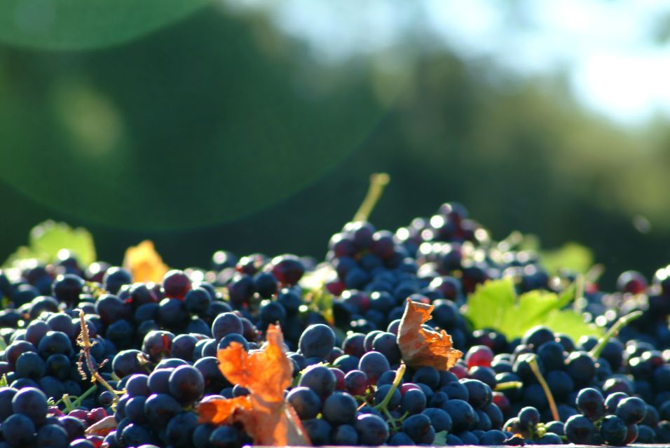 From Aix En Provence: Half-Day Wine Tour in Provence - Important Information