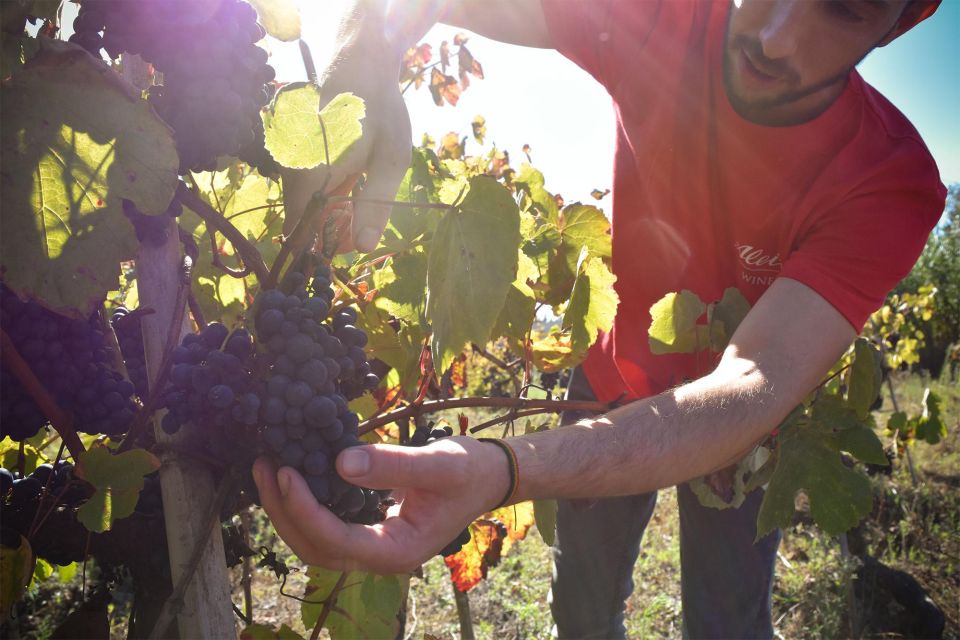 From Aveiro: Real Cave Do Cedro Guided Tour - Wine Tasting Opportunity