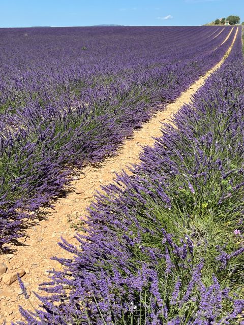 From Avignon: Lavender Tour in Valensole, Sault and Luberon - Transportation