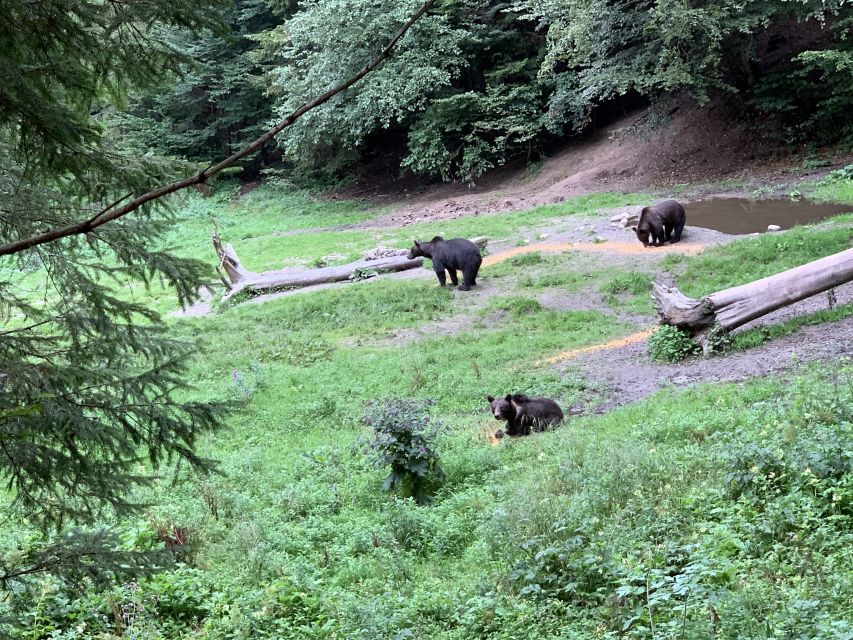 From Brasov: Bear Watching in the Wild - Transportation and Logistics