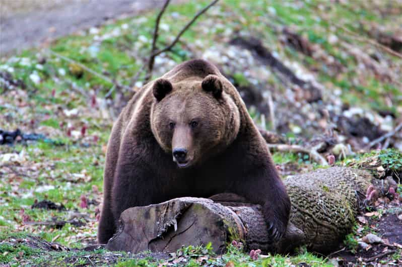 From Brasov: Brown Bear Watching in the Carpathian Mountains - Transportation and Experience