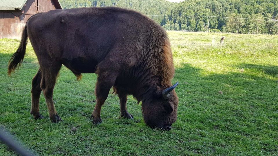 From Brasov: Day Trip to Bison Reserve & Traditional Lunch - Accessibility and Limitations