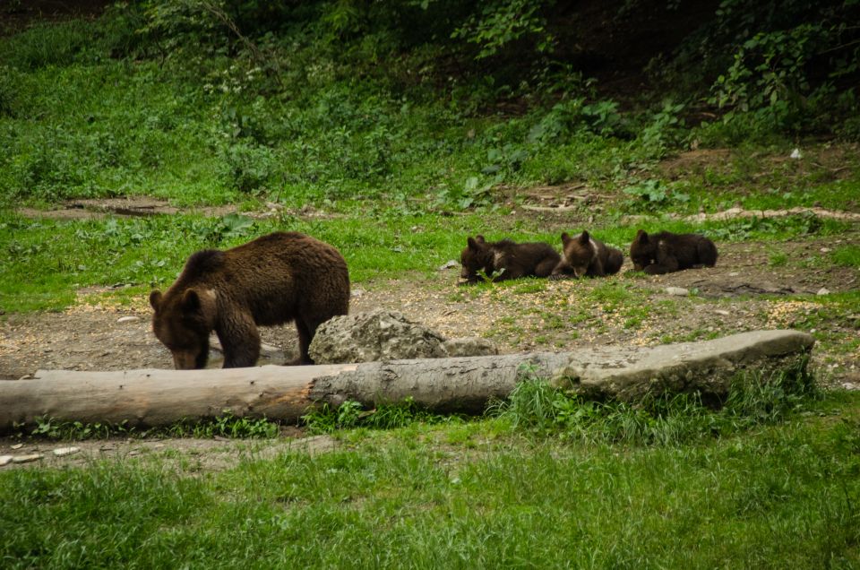 From Brasov: Small-Group Bear Watching Experience - Observation Opportunities