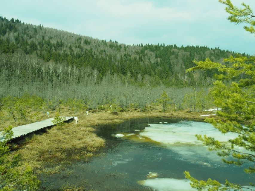 From Brasov: Small-Group Volcanic Lake Day Trip - Peat Bog Discovery