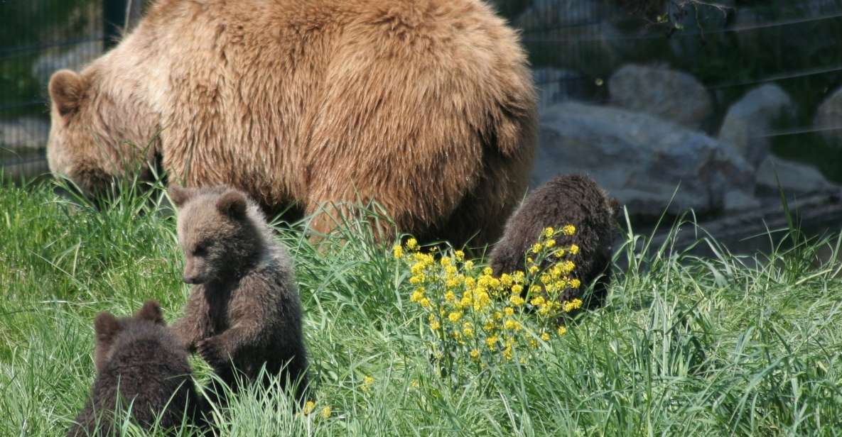 From Bucharest: Libearty Bear Sanctuary and Draculas Castle - Inclusions and Amenities