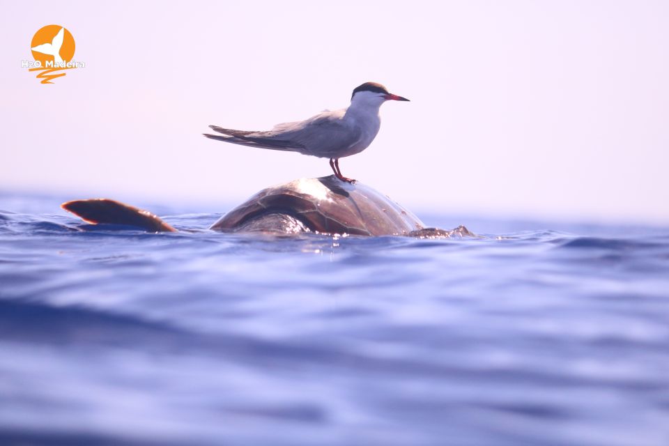 From Calheta: Whale and Dolphin Watching RIB Boat Tour - What to Bring and Restrictions