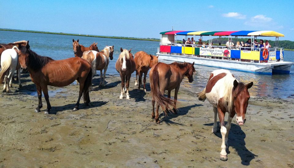 From Chincoteague Island: Assateague Island Boat Tour - What to Bring