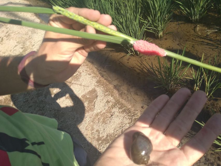 From Deltebre: Ebro Delta National Park Multi-Stop Day Trip - Ecomuseum of the Natural Park