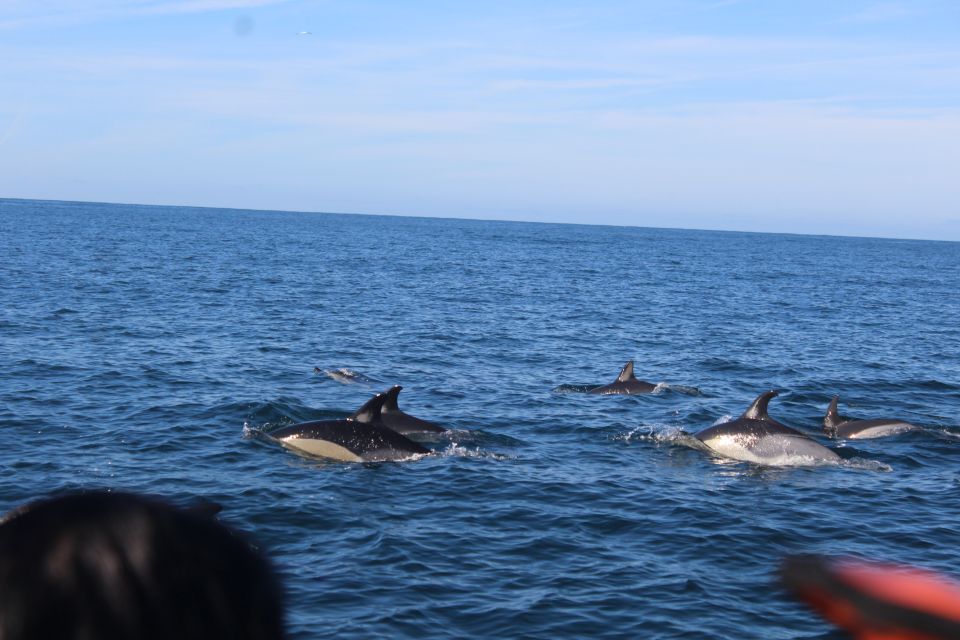 From Faro: Dolphin Watching & 2 Islands Tour - Inclusions and Exclusions