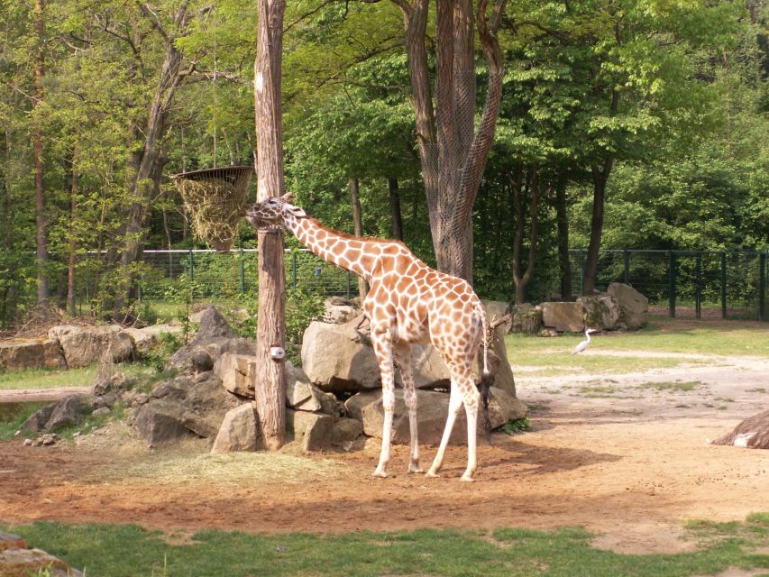 From Istanbul: Guided Day Trip to Sapanca and Masukiye - Exploring Sapanca Zoo