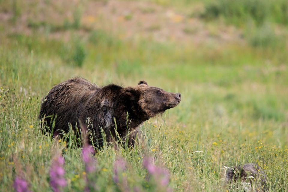 From Jackson Hole: Half-Day Grand Teton Wildlife Tour - Local History and Geology