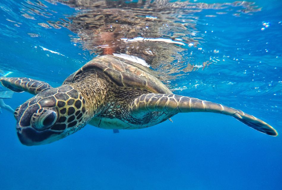 From Kaanapali: Afternoon West Maui Snorkeling & Sea Turtles - Suitability and Parking