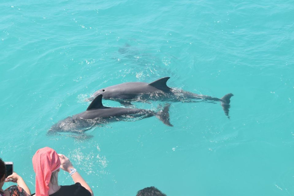 From Key West: Dolphin Watching Tour With Lunch & Drinks - Florida Marine Sanctuary Exploration