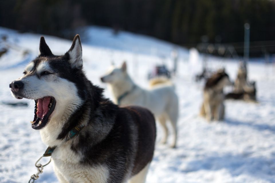 From Krakow: Dogsled Ride in Tatra Mountain - Main Activities