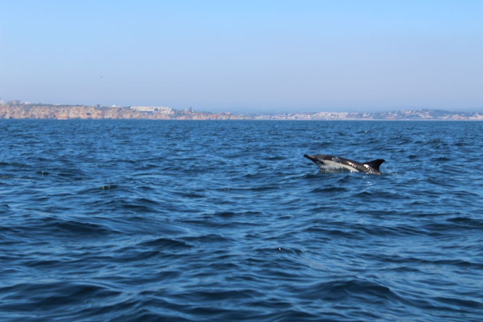 From Lagos: Dolphin Watching Boat Trip - Safety and Restrictions